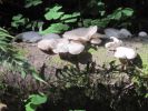 PICTURES/Ho Rainforest - Ho Trail/t_White Shrooms2.JPG